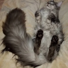 fluffycat