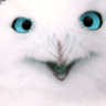 dysdis