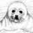 Sealpup