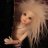 llamajoy