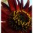 tissuepapersunflowers