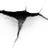 Dante Nekto