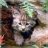 little Kat