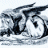 ChilmarkGryphon