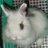 RaChEltheRabidRabbit