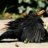 Roterwolkenvogel