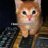 Evildemoncat