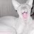 mitsukitty