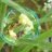 SoapBubbles