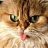 Gwydion