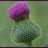 PurpleThistles