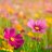 AsterRose